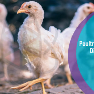 Diploma in Poultry Business