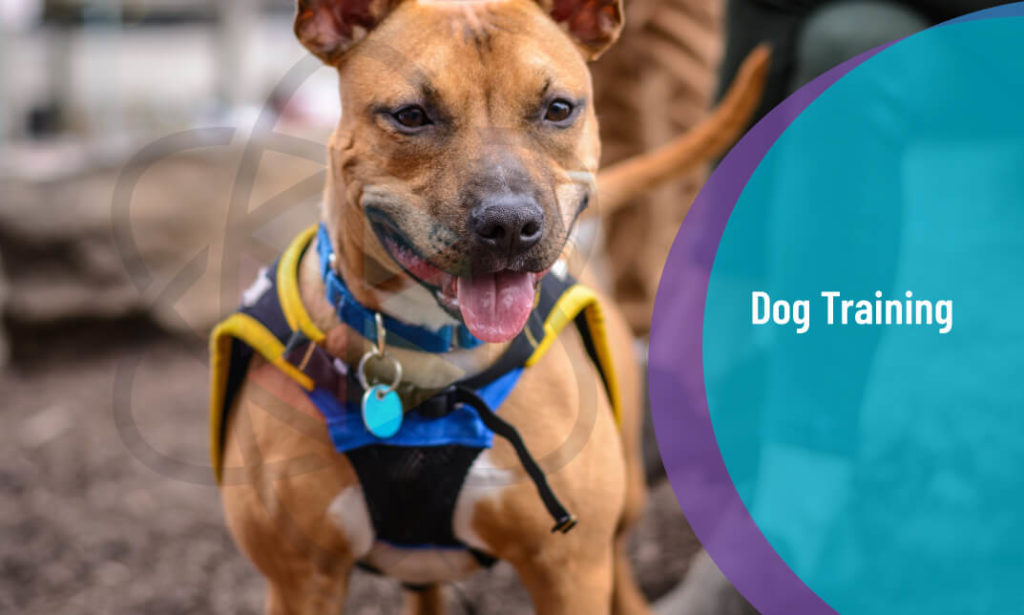 Dog Behaviour and Training Diploma One Education