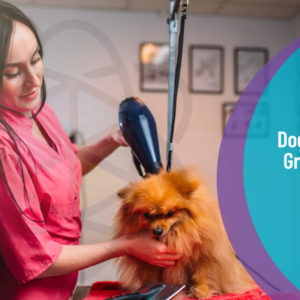 Dog Care and Grooming Course