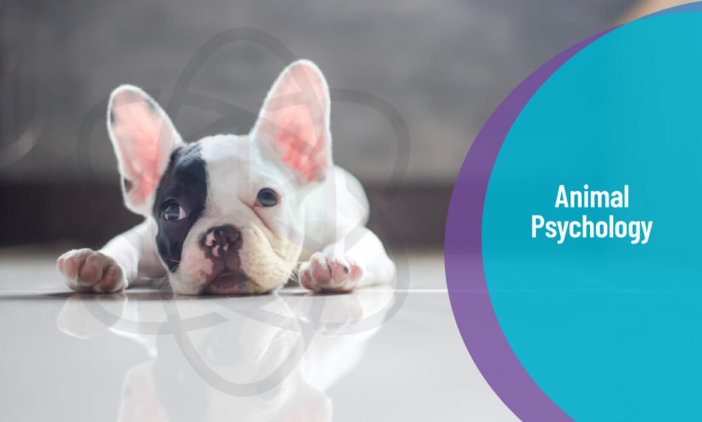 Animal Care and Psychology Diploma One Education