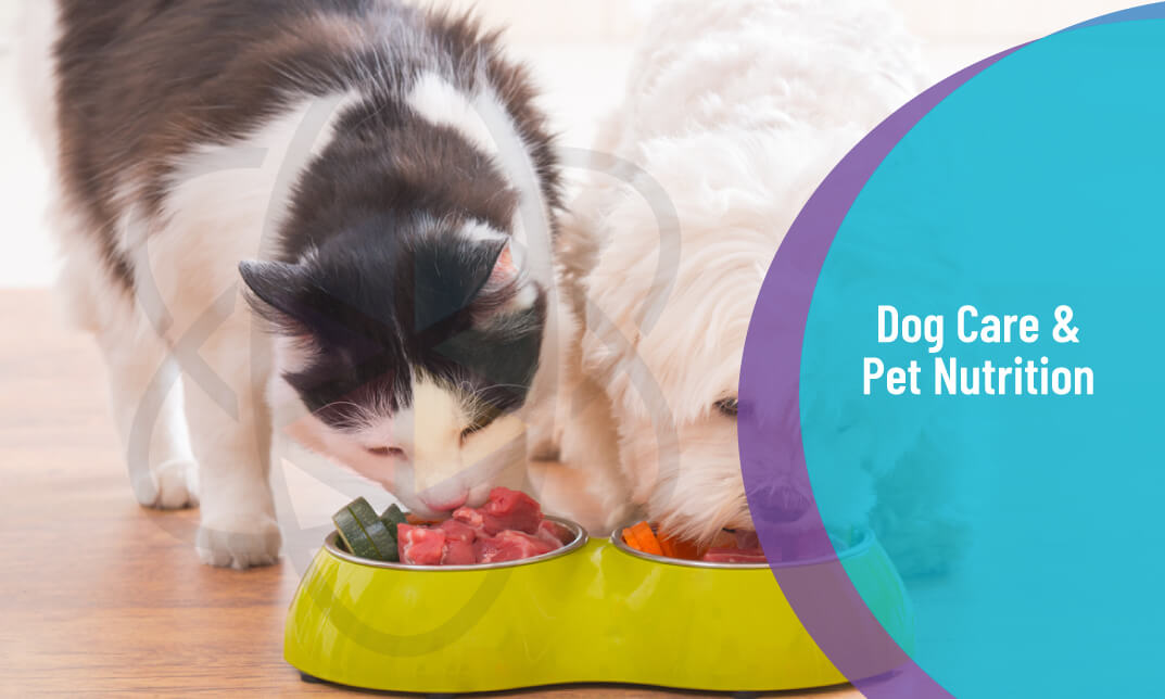 Dog Care and Pet Nutrition Course – One Education Dog Care and Pet Nutrition Course – One Education