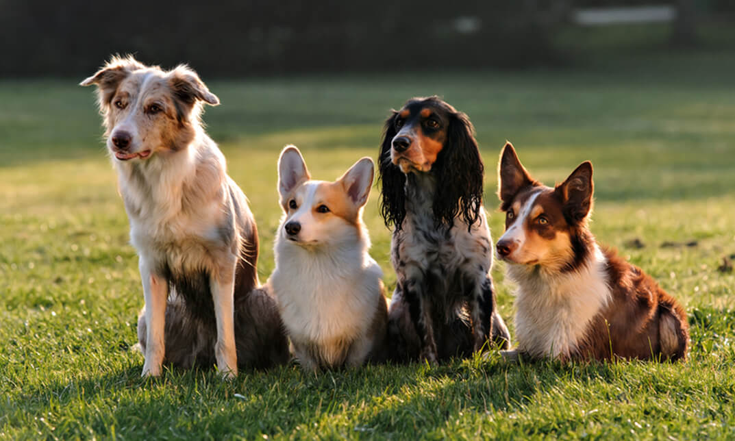 Dog Mobility Instructor