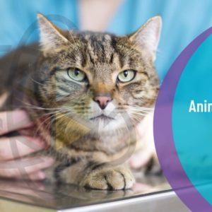 Animal Care and Pet First Aid Course