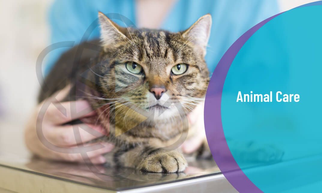 Animal Care and Pet First Aid Course – One Education