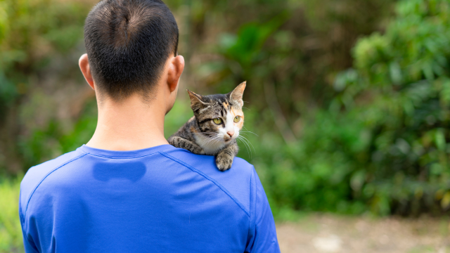 Feline Behaviour and Psychology