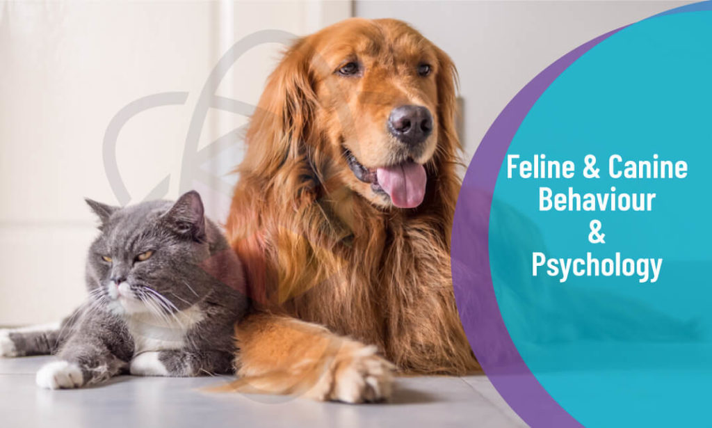 Feline and Canine Behaviour & Psychology Level 3 One Education