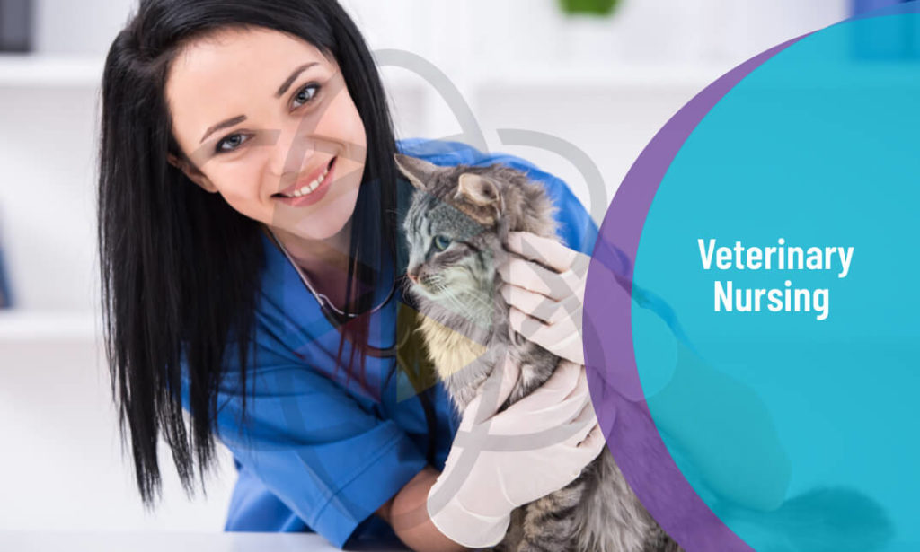 Veterinary Nursing Level 3 One Education