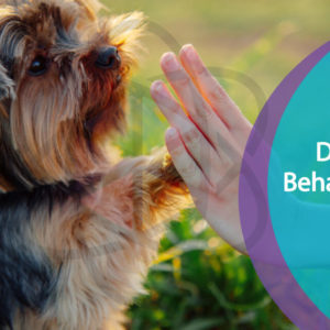 Dog Behaviour and Training Level 3