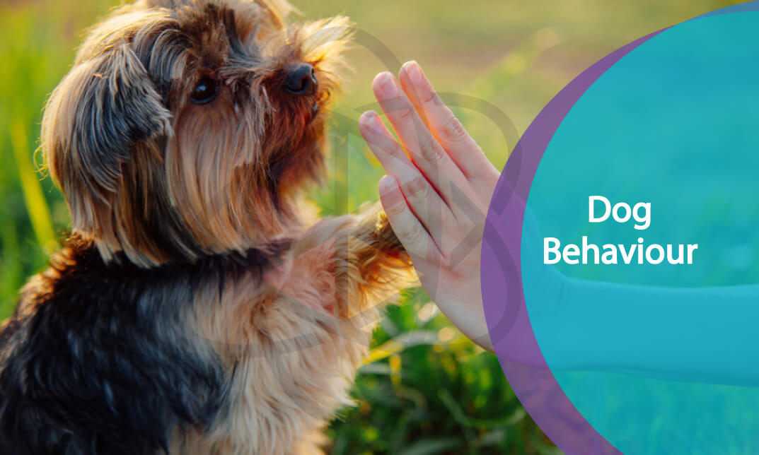 Dog Behaviour and Training Level 3