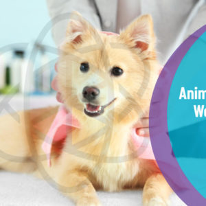 Animal Care Worker Course Level 3