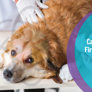 canine first aid and pet cpr and first aid