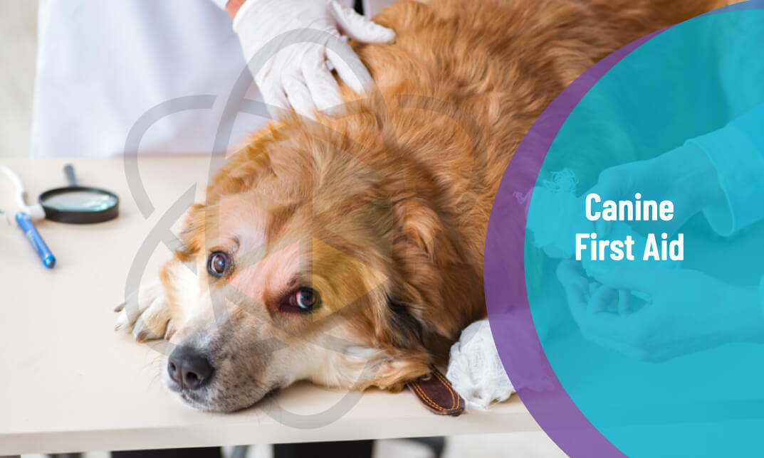 canine first aid and pet cpr and first aid