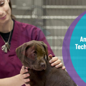 Animal Technician