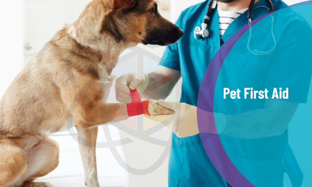 Pet First Aid