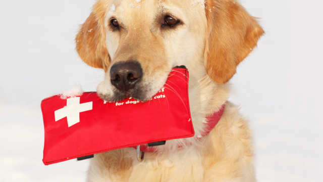 Pet First Aid Course