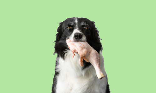 Dog Training - Feed Your Dog A Raw Diet