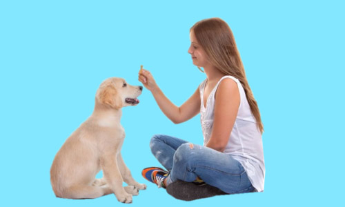 Dog Training Diploma Course