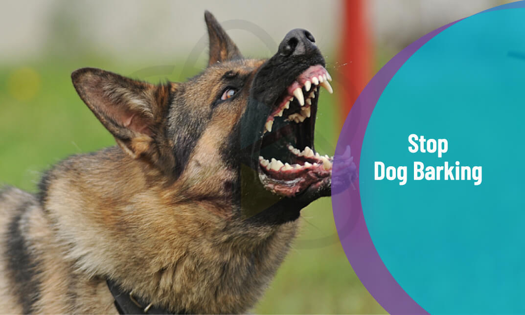 Dog Training - Stop Dog Barking