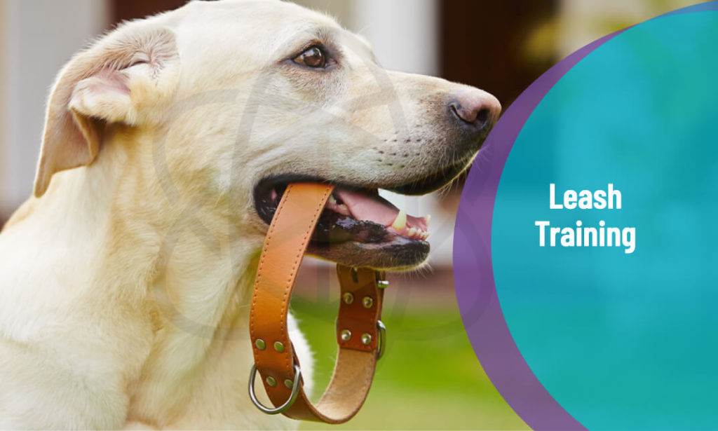 Dog Leash Training One Education