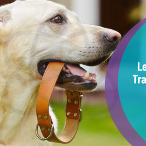 Dog Training - Leash Training