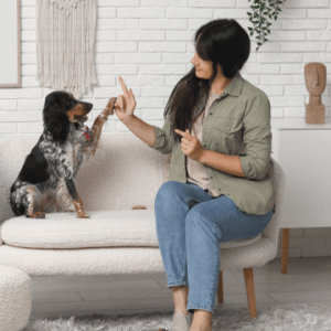 Dog Training Diploma Course