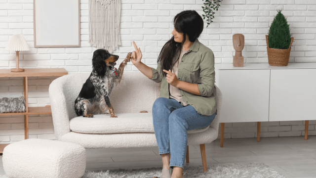 Dog Training Diploma Course