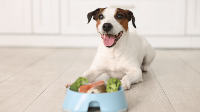 Dog Training - Feed Your Dog A Raw Diet