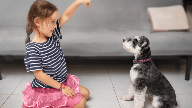 Dog Training - Train Puppies