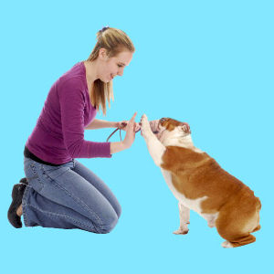 Canine Behaviour and Psychology