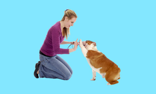 Canine Behaviour and Psychology