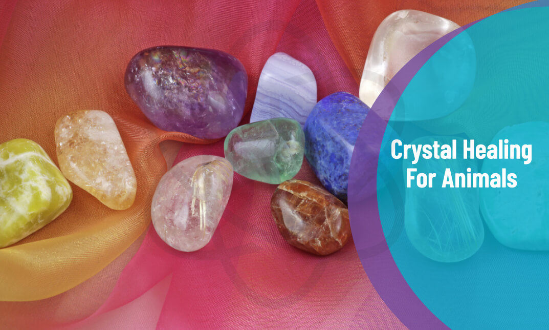 Crystal Healing for Animals Certification