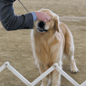 Dog Trainer - Complete Career Guide - 5 Courses In 1