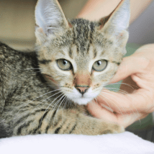 Cat Behavior Rectification & Cat Health Care