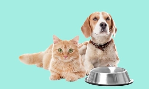 Animal Behaviour, Psychology, Care, Health- Complete Course Animal Behaviour, Psychology, Care, Health- Complete Course