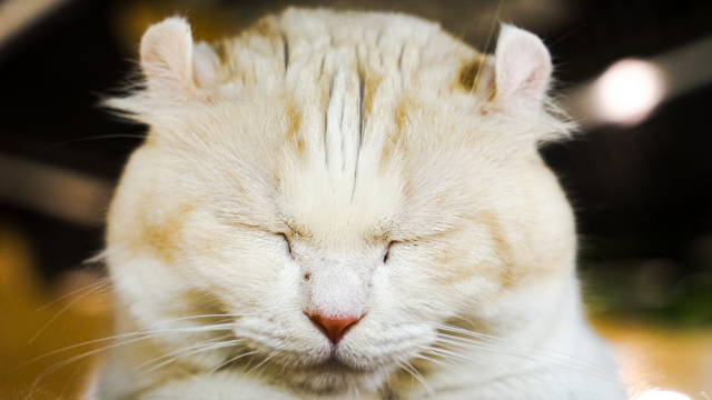 Cattery Management