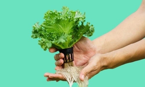 Hydroponics Gardening Online Course