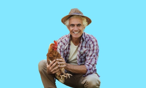 Diploma in Poultry Farming