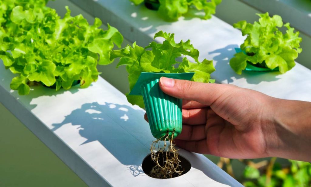 hydroponics gardening download hydroponics gardening download
