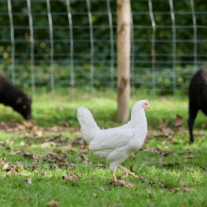 Diploma in Poultry Farming