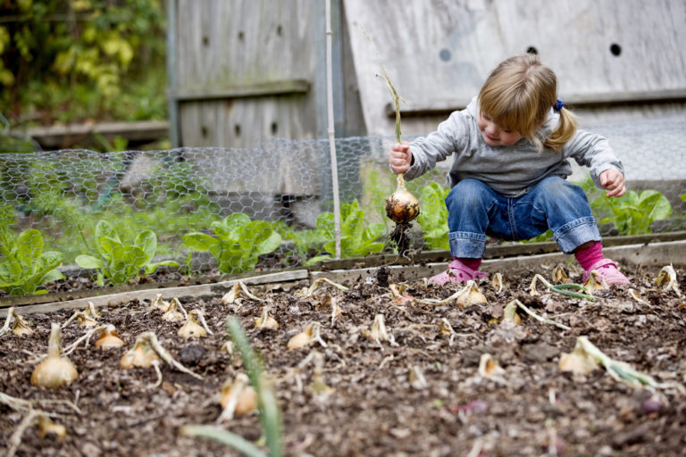 Child engaged in gardening, specifically harvesting onions. Showcasing development of physical skills through hands-on activities in a learning environment.