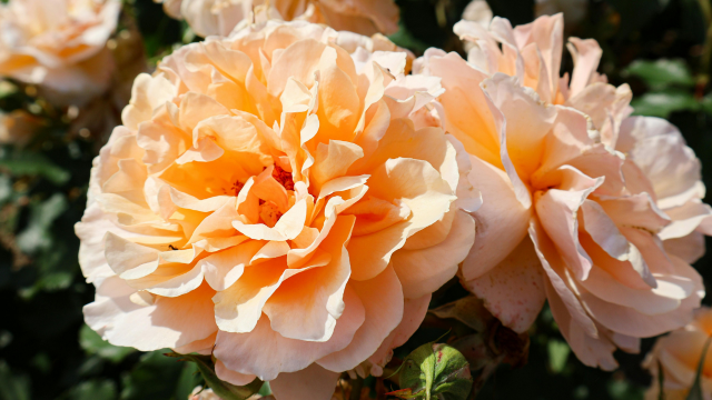 Primavera P6 Training for Beginners