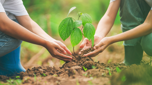 Conservation Diploma Course