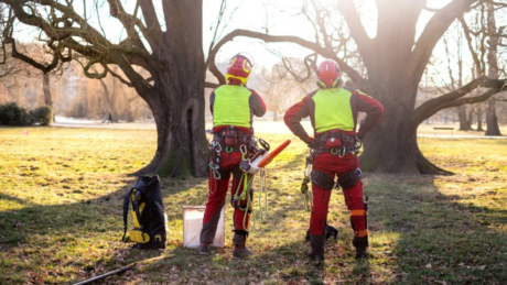 How to become a tree surgeon