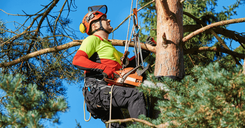 Tree Surgeon