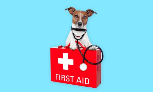 First Aid for Pets