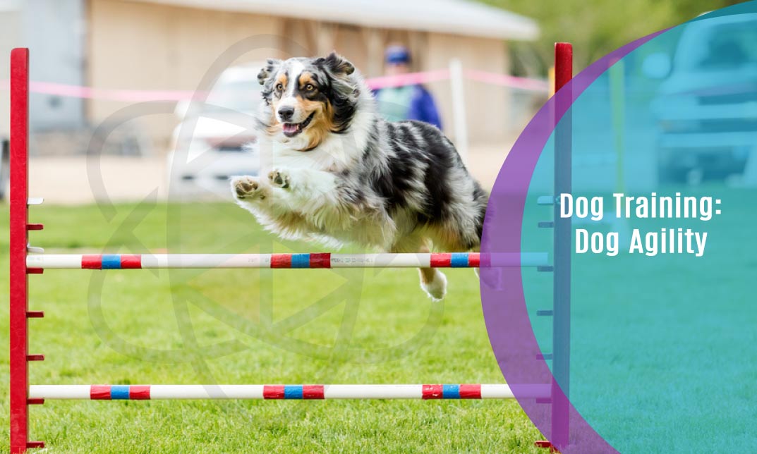 DogTrainingDogAgility One Education