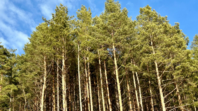 Forestry