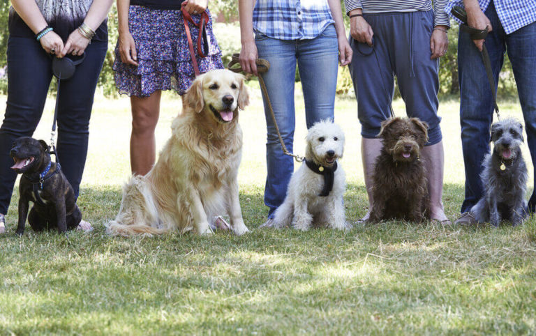 Group Of Dogs With Owners At Obedience Class for Animal 