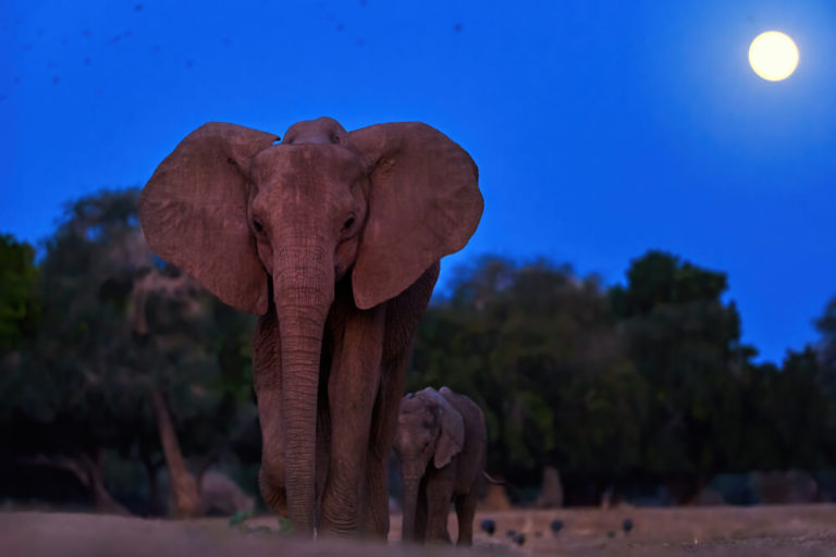 Night photo of a mother elephant with her calf as the photo was taken from a Animal Care