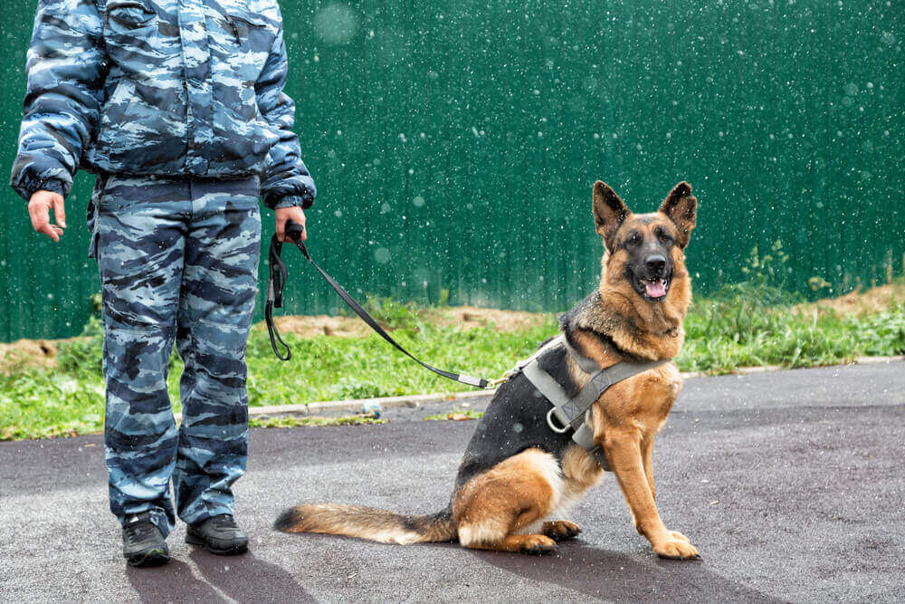 Animal Care Apprenticeship A Beginner's Apprenticeship Guide One